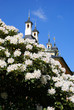Frühling in Pillnitz