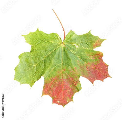 Photo: Maple leaf Maple leaf