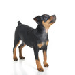 Foto: Miniature Pinscher Miniature Pinscher