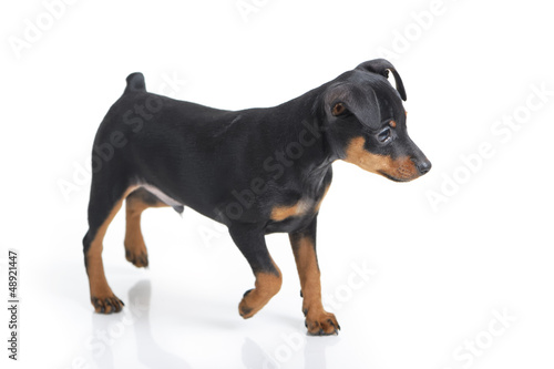 Photo: Miniature Pinscher Miniature Pinscher