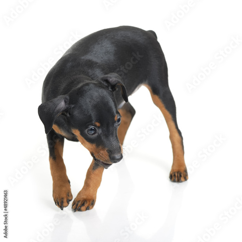 Photo: Miniature Pinscher Miniature Pinscher