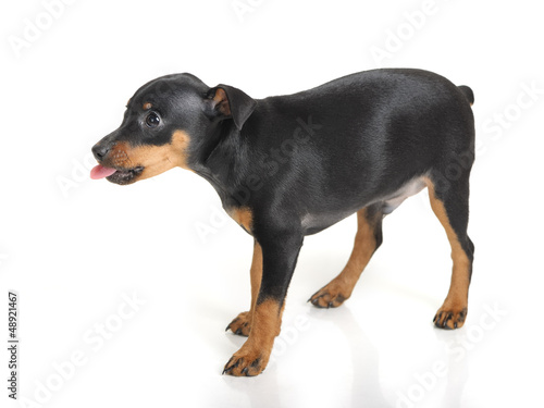 Photo: Miniature Pinscher Miniature Pinscher