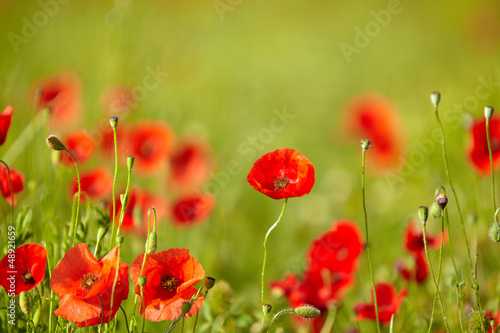 Photo: Field of poppies Field of poppies