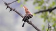 Hoopoe bird preening