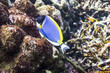 Powder blue tang at Surin national park
