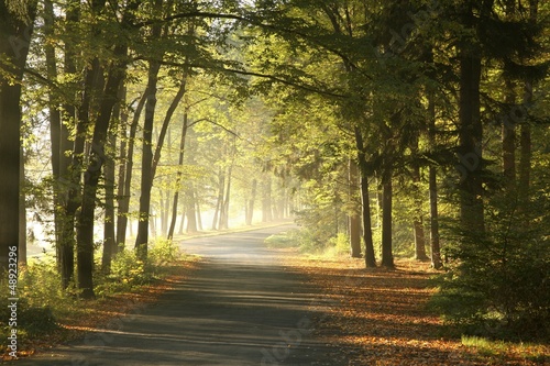 Photo: Forest road in a foggy October morning Forest road in a foggy October morning