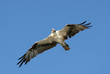 Osprey in Flight on Sanibel Island in Florida