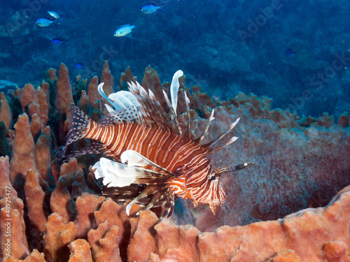 Photo: common lionfish (Pterois volitans) common lionfish (Pterois volitans)