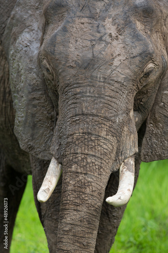 Photo: Elephant in Zambia, Africa safari Elephant in Zambia, Africa safari