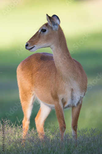 Photo: Southern Reedbuck in Africa Southern Reedbuck in Africa