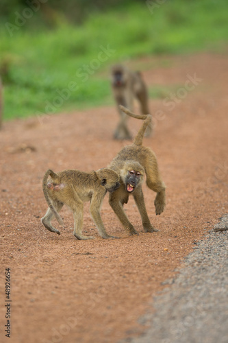 Photo: Vervet Monkeys fighting in the street Vervet Monkeys fighting in the street