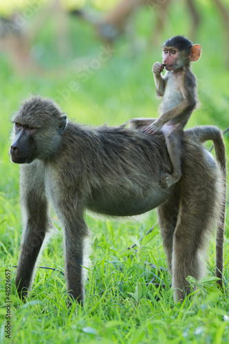 Photo: Yellow baboon baby riding mother like a cowboy Yellow baboon baby riding mother like a cowboy