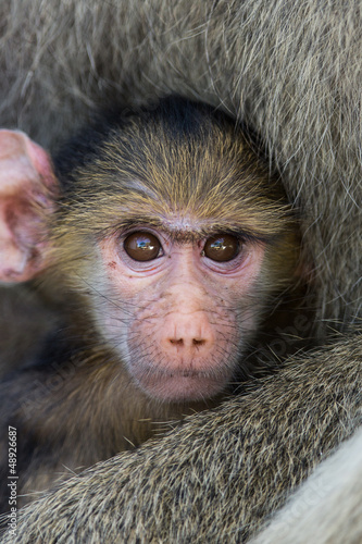 Photo: Yellow baboon baby Yellow baboon baby