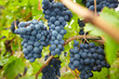 Reife Trauben im Weinberg