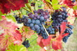Foto: Rote Weintrauben im Herbst Rote Weintrauben im Herbst