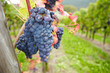 Foto: Weinberg mit reifen Weintrauben Weinberg mit reifen Weintrauben