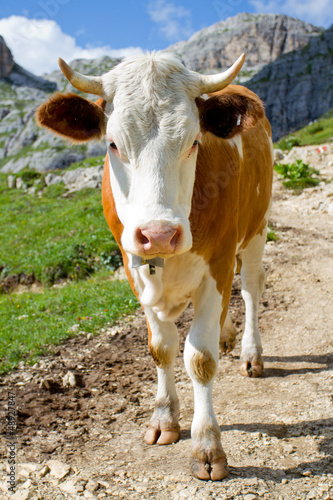 Photo: The cow on a pasture in Dolomiti mountain The cow on a pasture in Dolomiti mountain