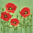 Floral vintage background with flowers poppies