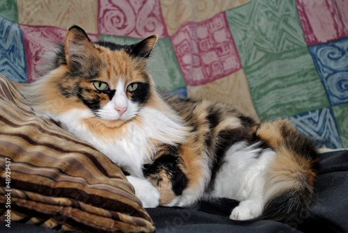 Photo: The Queen Calico Canine The Queen Calico Canine