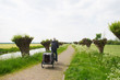 Row pollard willows and cow parsley