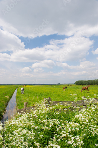Photo: Young foal in the meadows Young foal in the meadows