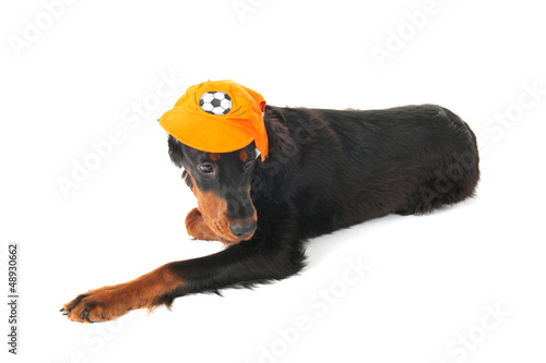 Photo: Dutch soccer dog Dutch soccer dog
