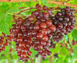 Red grapes