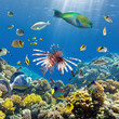 Coral and fish