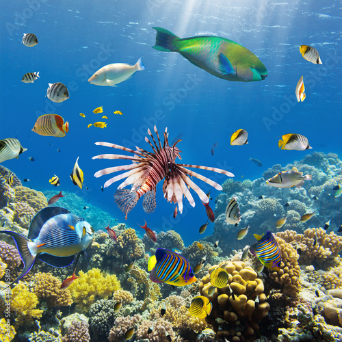 Photo: Coral and fish Coral and fish