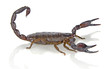 scorpion