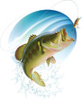 Largemouth bass catching a bite