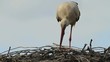 Storchennest