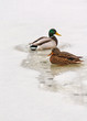 Two ducks in unfrozen patch of water