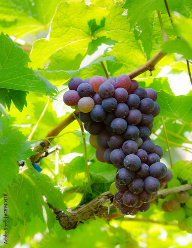 Photo: grape on tree grape on tree