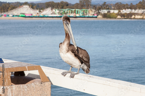 Photo: Brown Pelican Brown Pelican
