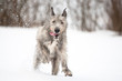 Irish Wolfhound