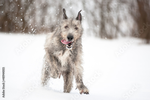 Photo: Irish Wolfhound Irish Wolfhound