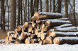 Abholzung Holzstämme im Wald