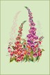 Greeting Card With A Foxglove....