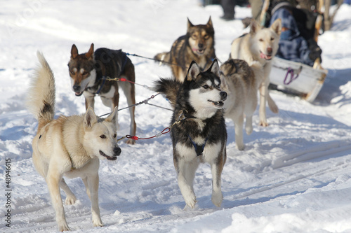 Photo: Sled dogs Sled dogs