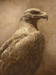 vintage eagle photo