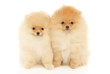 Photo: Two Pomeranian Spitz puppies Two Pomeranian Spitz puppies