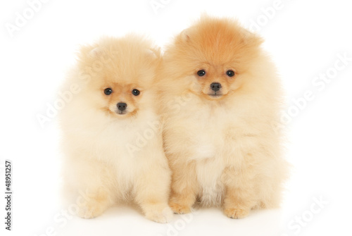 Photo: Two Pomeranian Spitz puppies Two Pomeranian Spitz puppies