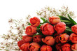 Photo: red tulips red tulips
