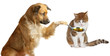 Adorable dog veterinarian