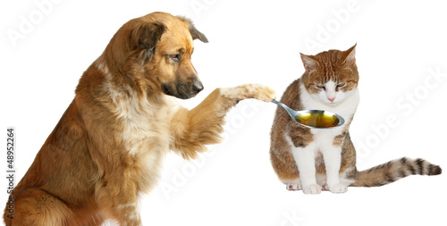 Photo: Adorable dog veterinarian Adorable dog veterinarian