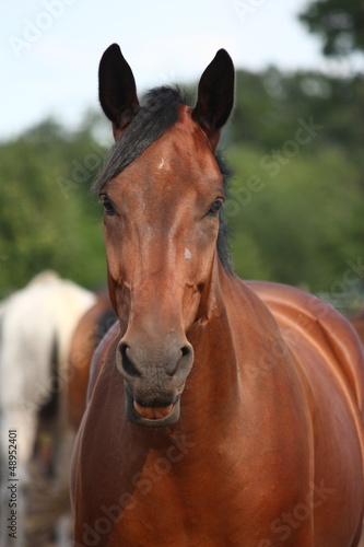 Photo: Brown horse blowing a raspberry Brown horse blowing a raspberry
