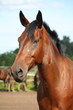 Beautiful bay horse portrait
