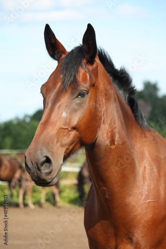 Photo: Beautiful bay horse portrait Beautiful bay horse portrait