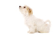 Puppy Sat Isolated On A White ...